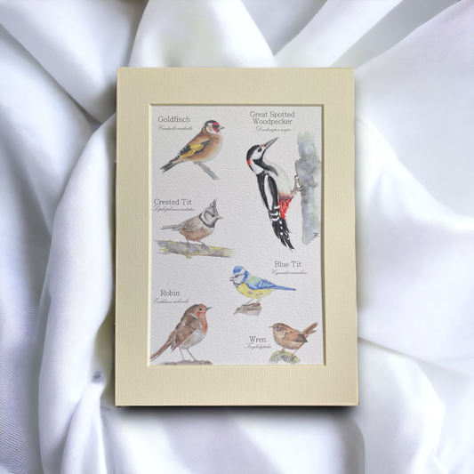 'British Birds' Wildlife Artwork Print